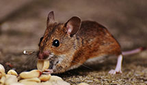 24 Hour & Emergency Exterminators in Littell, WA
